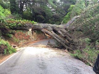 tree1.jpg